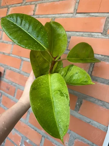 Фикус Шривериана в Северном районе - Мероприятия/Выставки в Красноярск