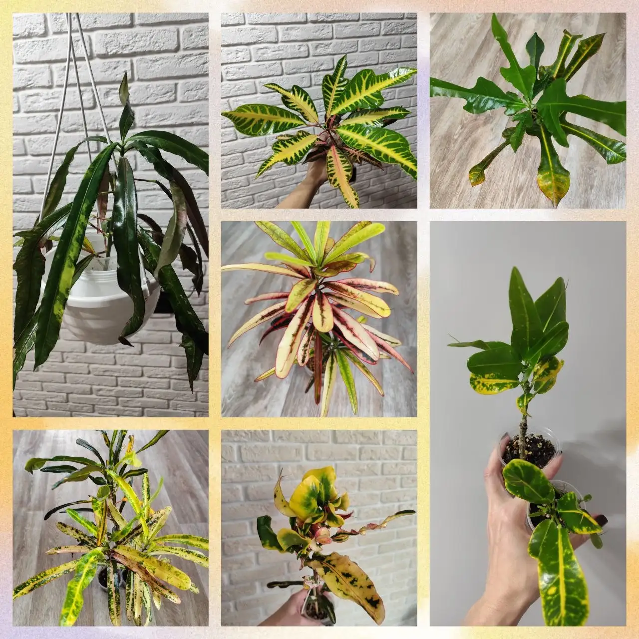 Продажа кротонов разных сортов - Комнатные растения (Хобби и отдых) в Железногорск