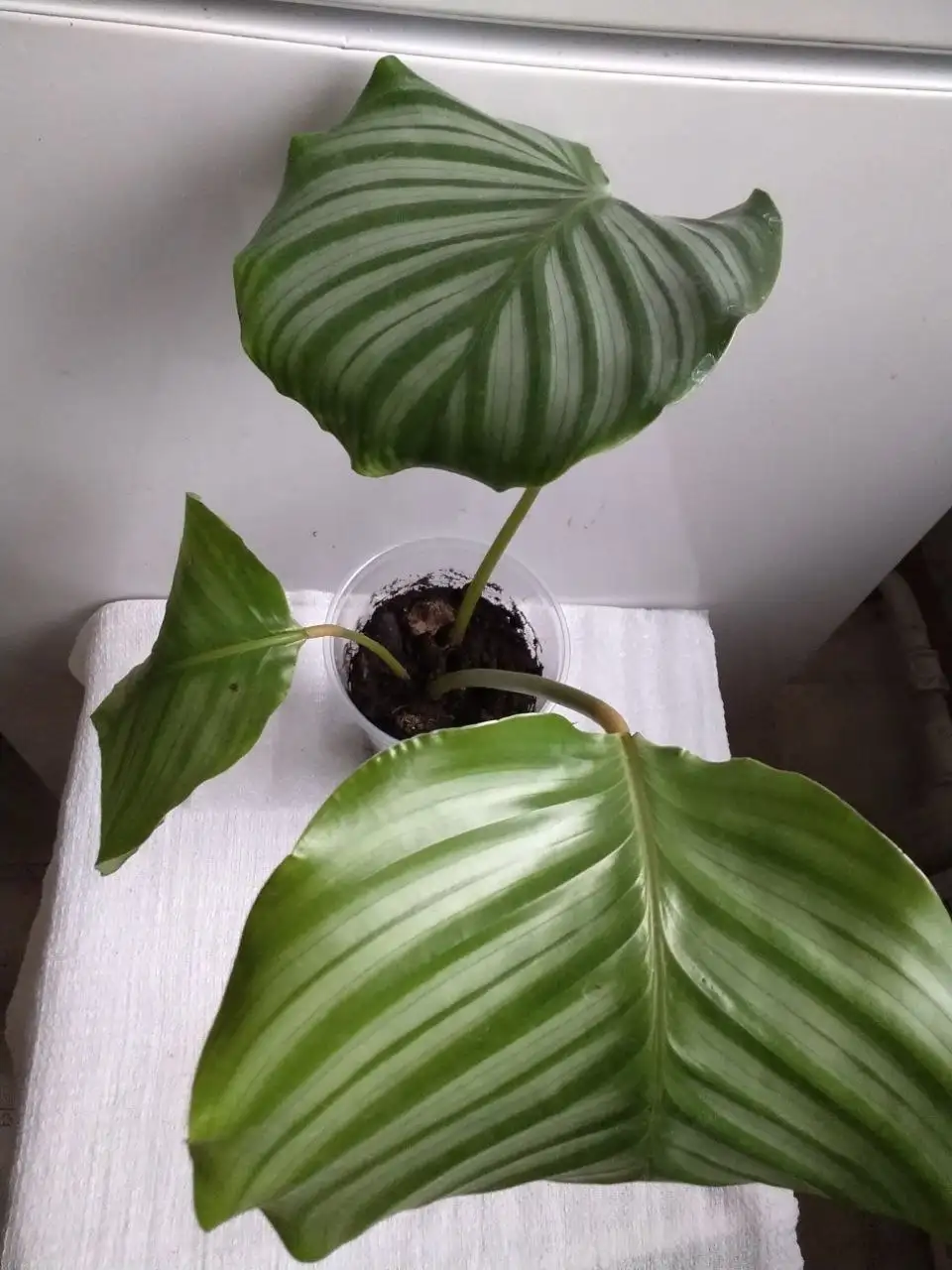 Калатея мозаичная и Орбифолия - Комнатные растения (Для дома и дачи) в Красноярск