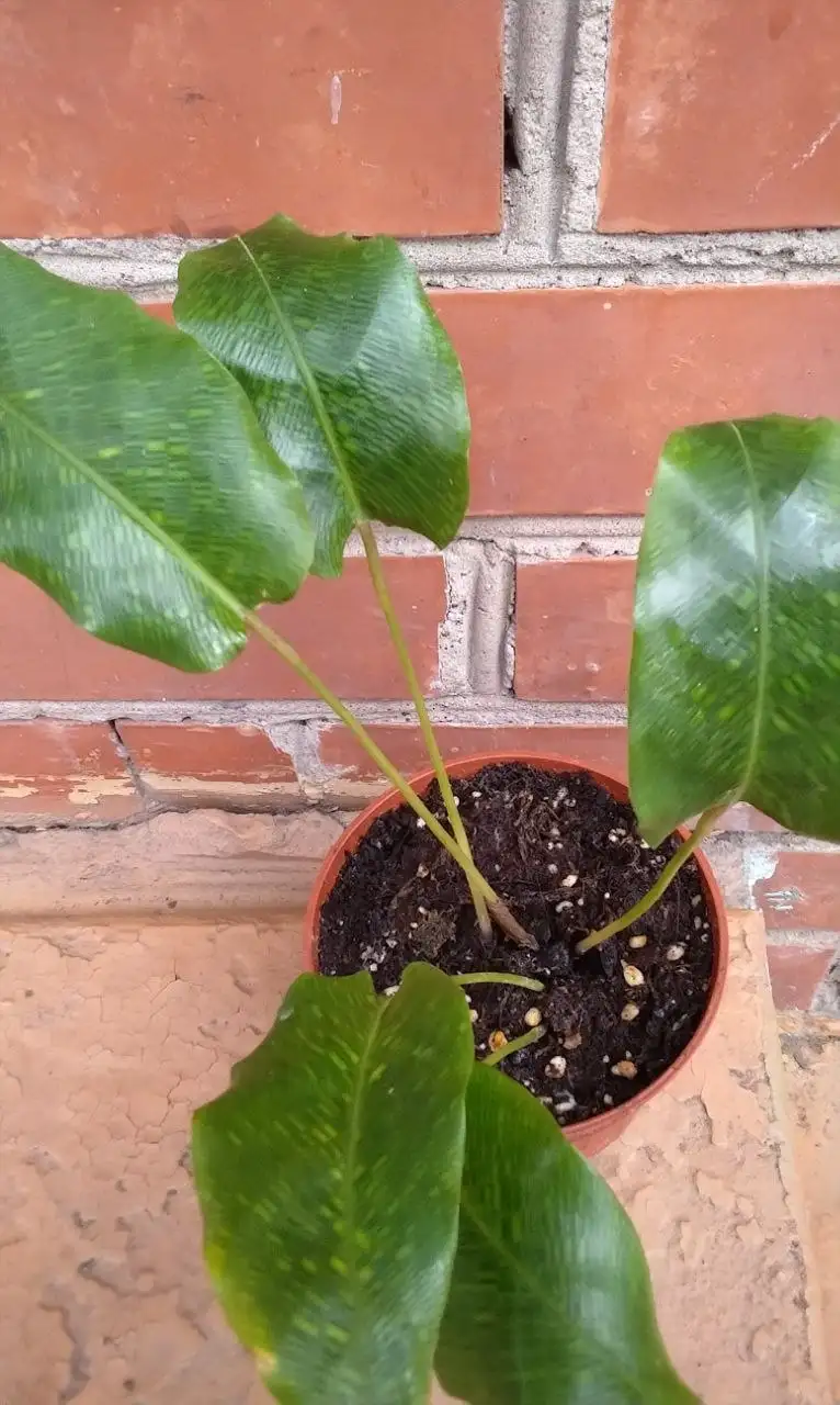 Калатея мозаичная и Орбифолия - Комнатные растения (Для дома и дачи) в Красноярск