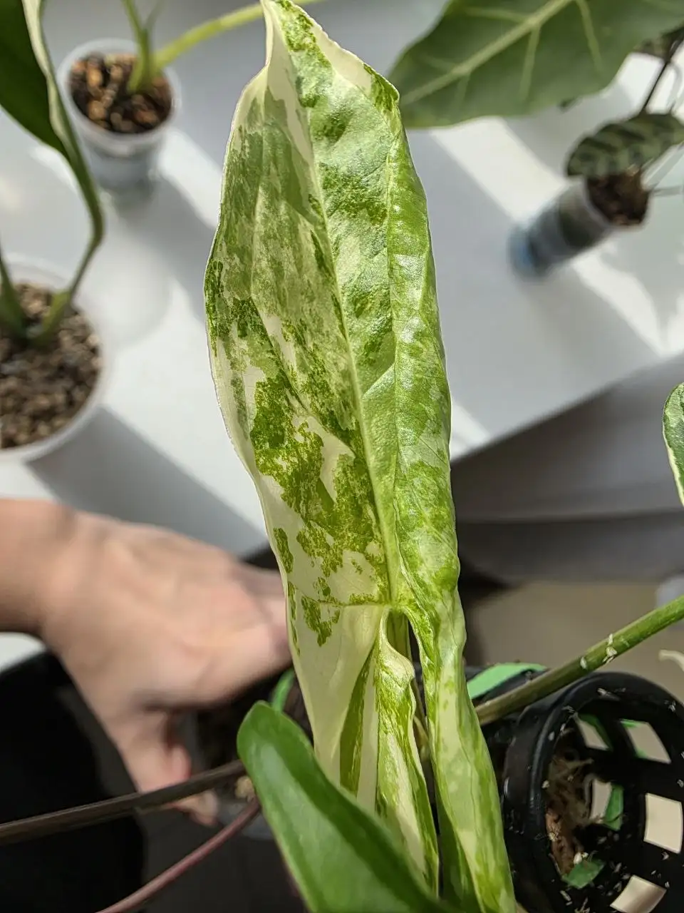 Комнатные растения от Юлии в Красноярске - Комнатные растения (Хобби и отдых) в Красноярск