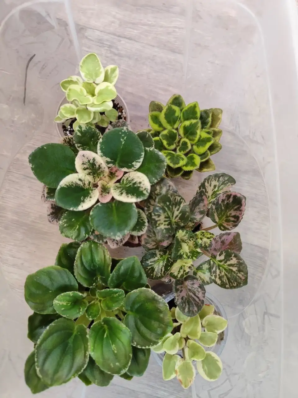 Детки фиалок, листовые химеры и пестролистные растения - Комнатные растения (Хобби и отдых) в Красноярск