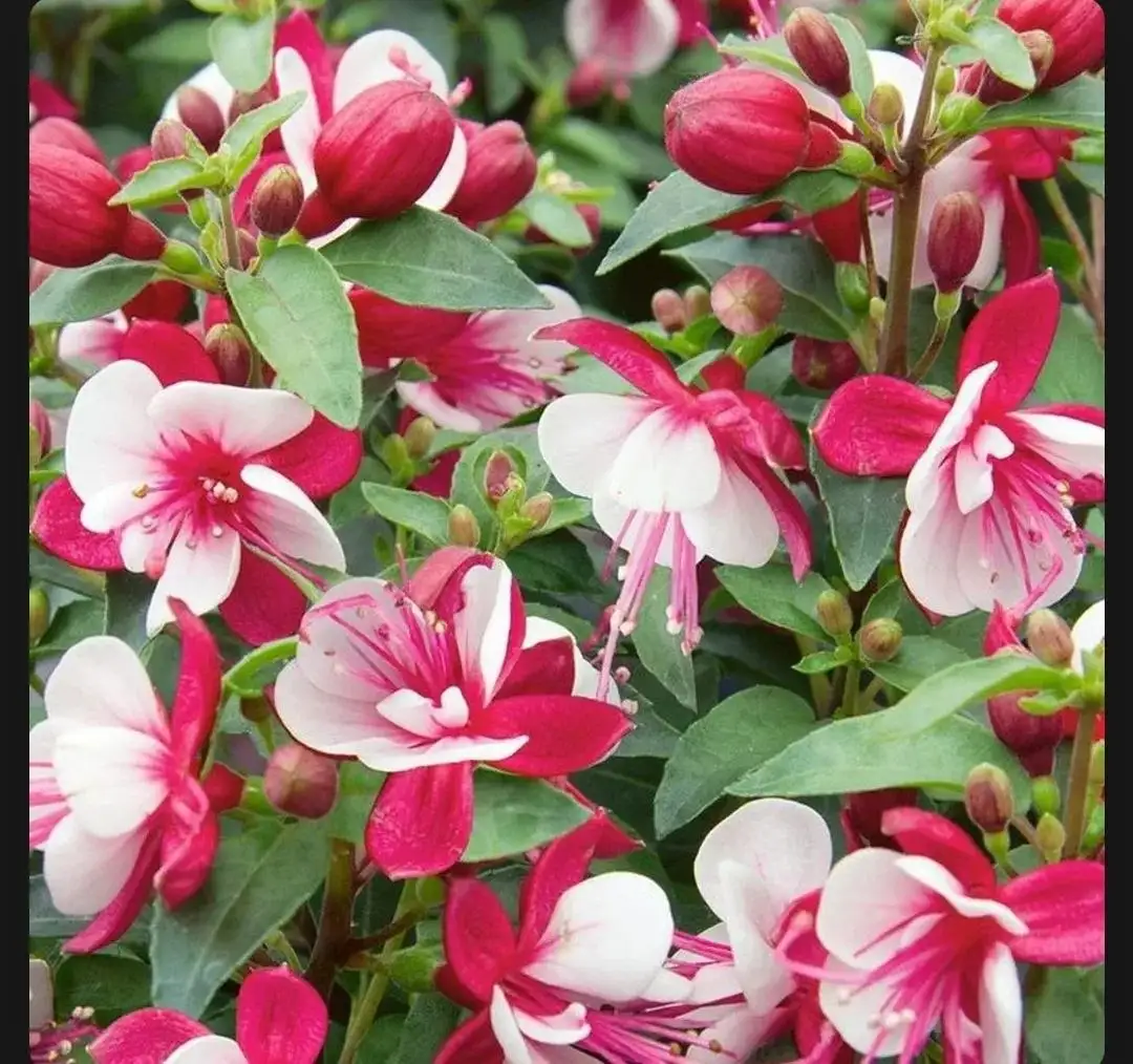 Разные сорта фуксий - Комнатные растения (Хобби и отдых) в Красноярск