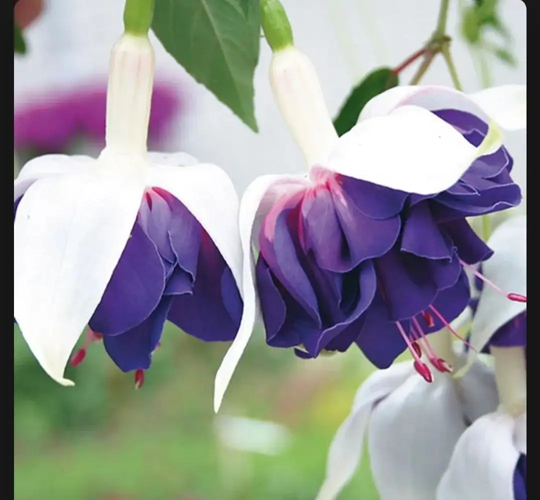 Разные сорта фуксий - Комнатные растения (Хобби и отдых) в Красноярск