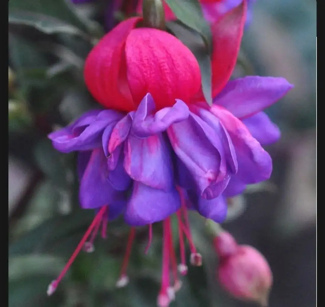 Разные сорта фуксий - Комнатные растения (Хобби и отдых) в Красноярск