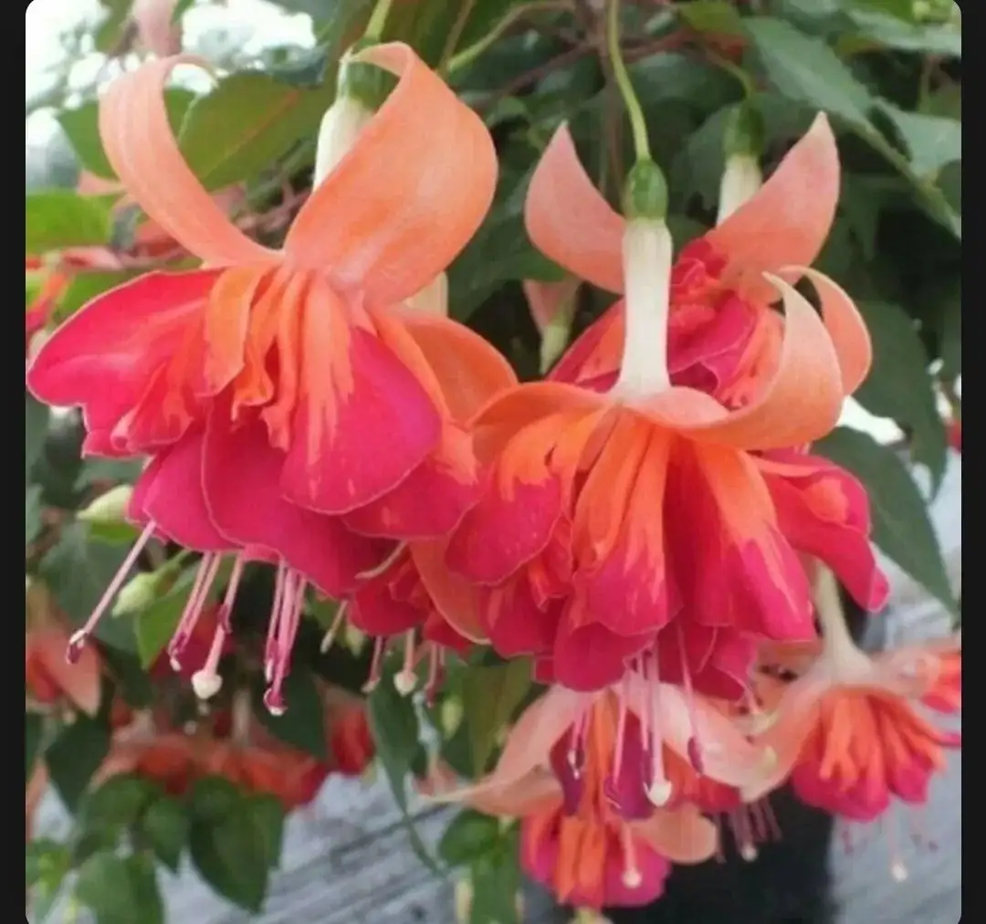 Разные сорта фуксий - Комнатные растения (Хобби и отдых) в Красноярск