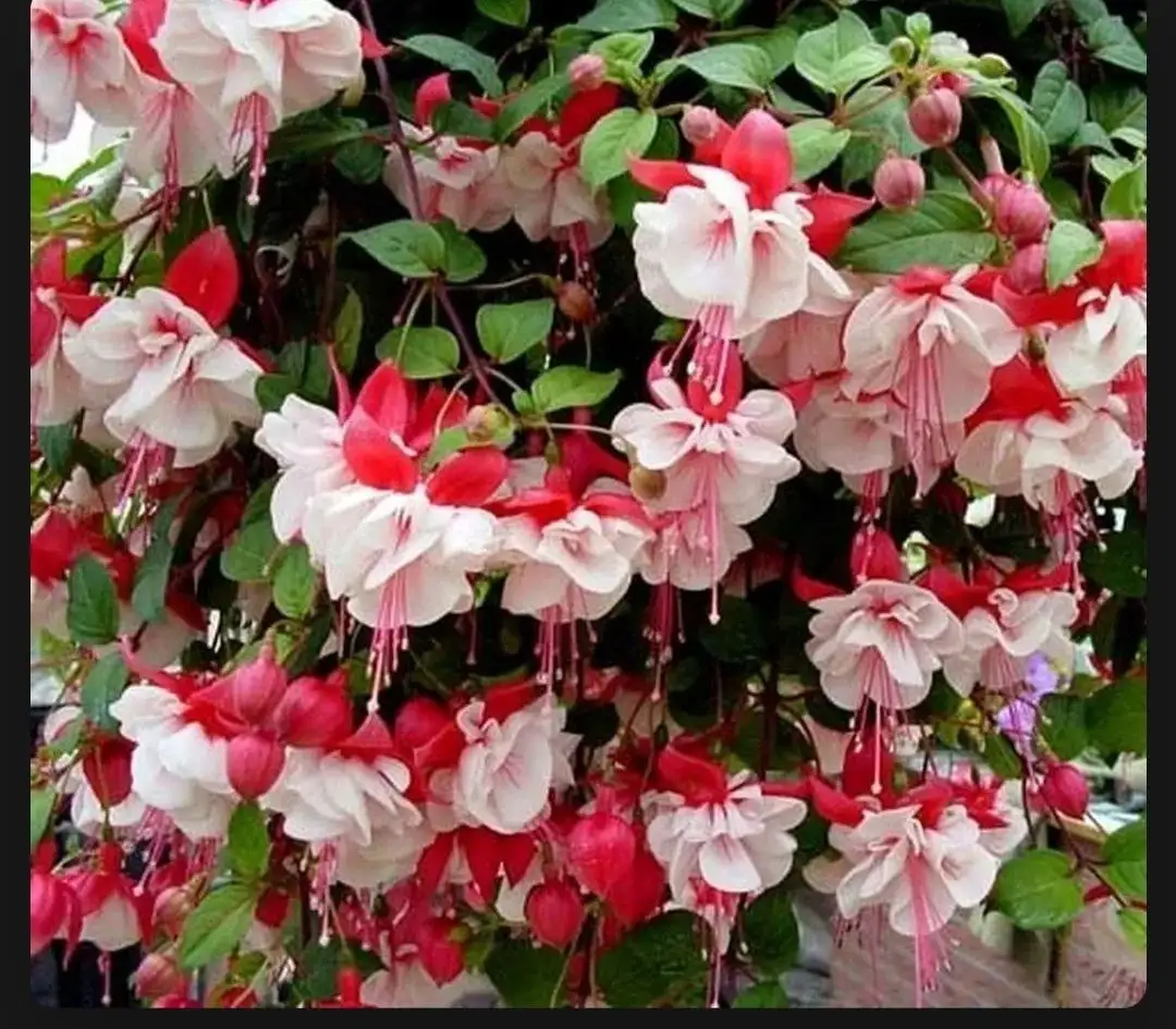 Разные сорта фуксий - Комнатные растения (Хобби и отдых) в Красноярск