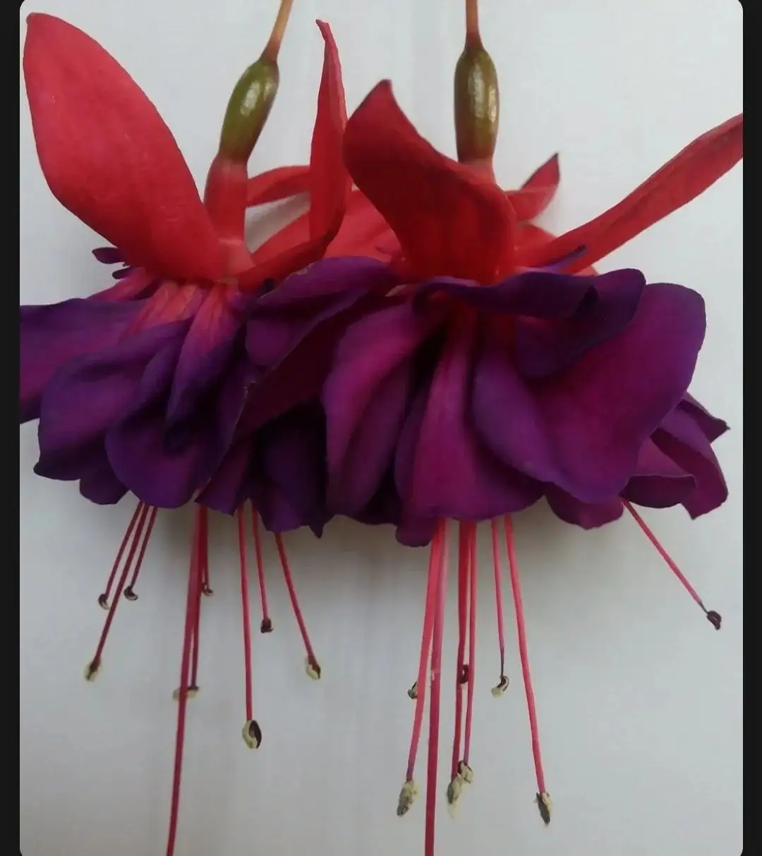 Разные сорта фуксий - Комнатные растения (Хобби и отдых) в Красноярск