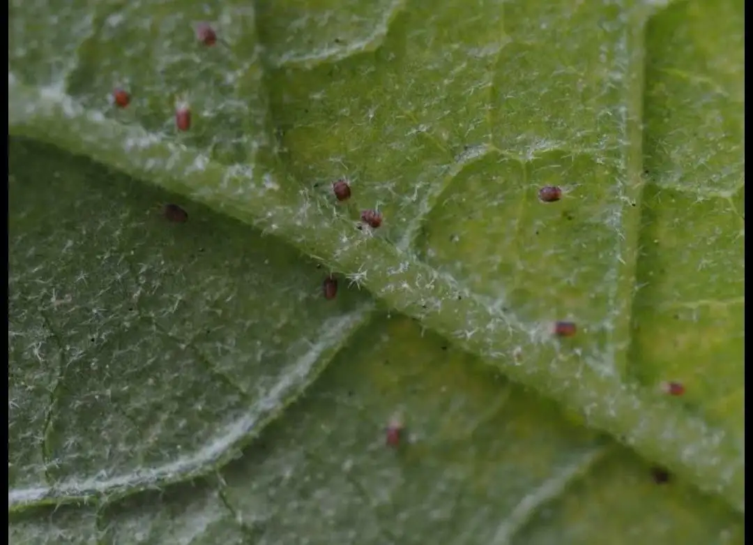 Инсектоакарициды и акарициды для растений - Садоводство/Растения (Хобби и отдых) в Красноярск