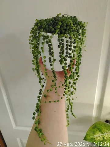 Крестовник Роули с кашпо - Мероприятия/Выставки в Красноярск