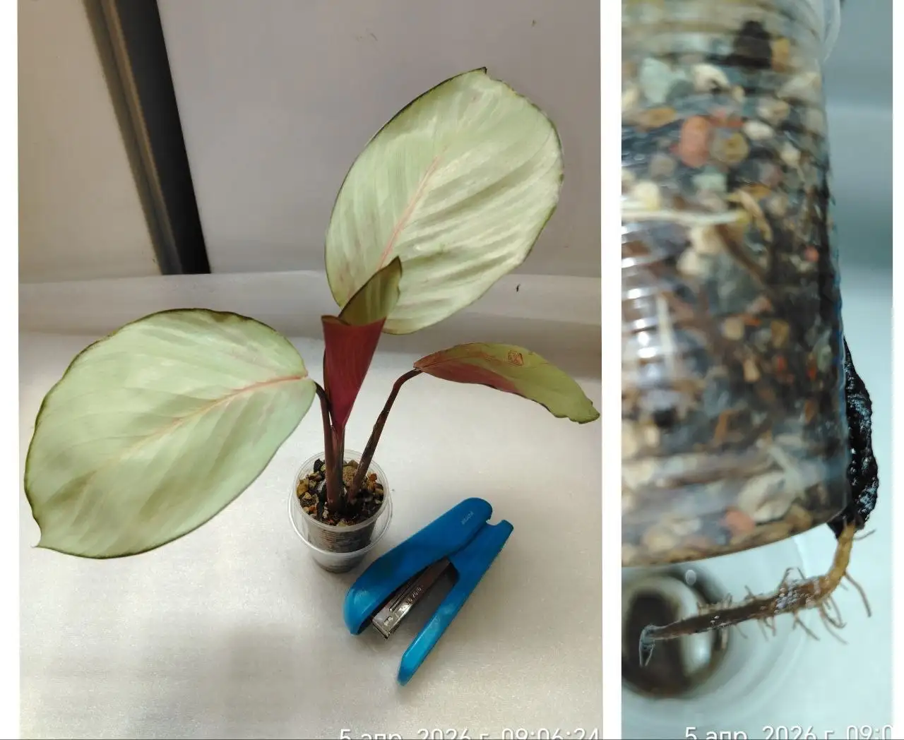 Калатея Сильвер плейт комнатное растение - Комнатные растения (Хобби и отдых) в Красноярск