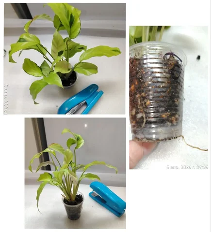 Калатея Еллоу фьюжн с тремя точками роста - Мероприятия/Выставки в Красноярск