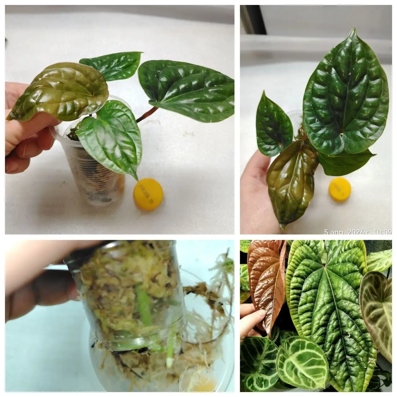 Антуриум Сири/Сирих с двумя точками роста - Комнатные растения (Хобби и отдых) в Красноярск