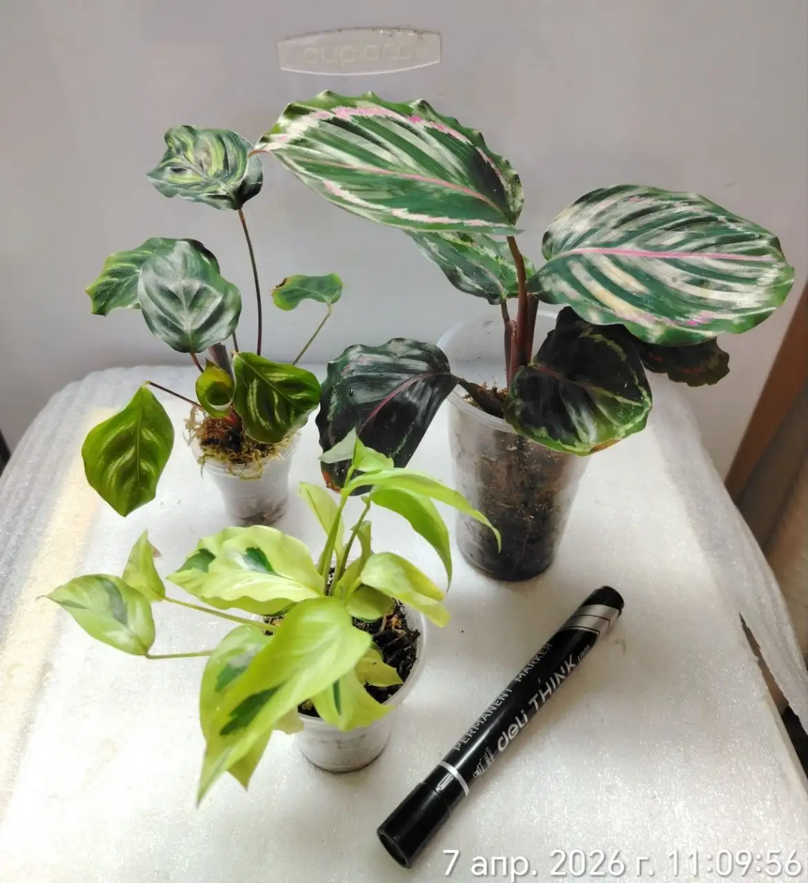 Калатеи набором в Красноярске - Комнатные растения (Хобби и отдых) в Красноярск