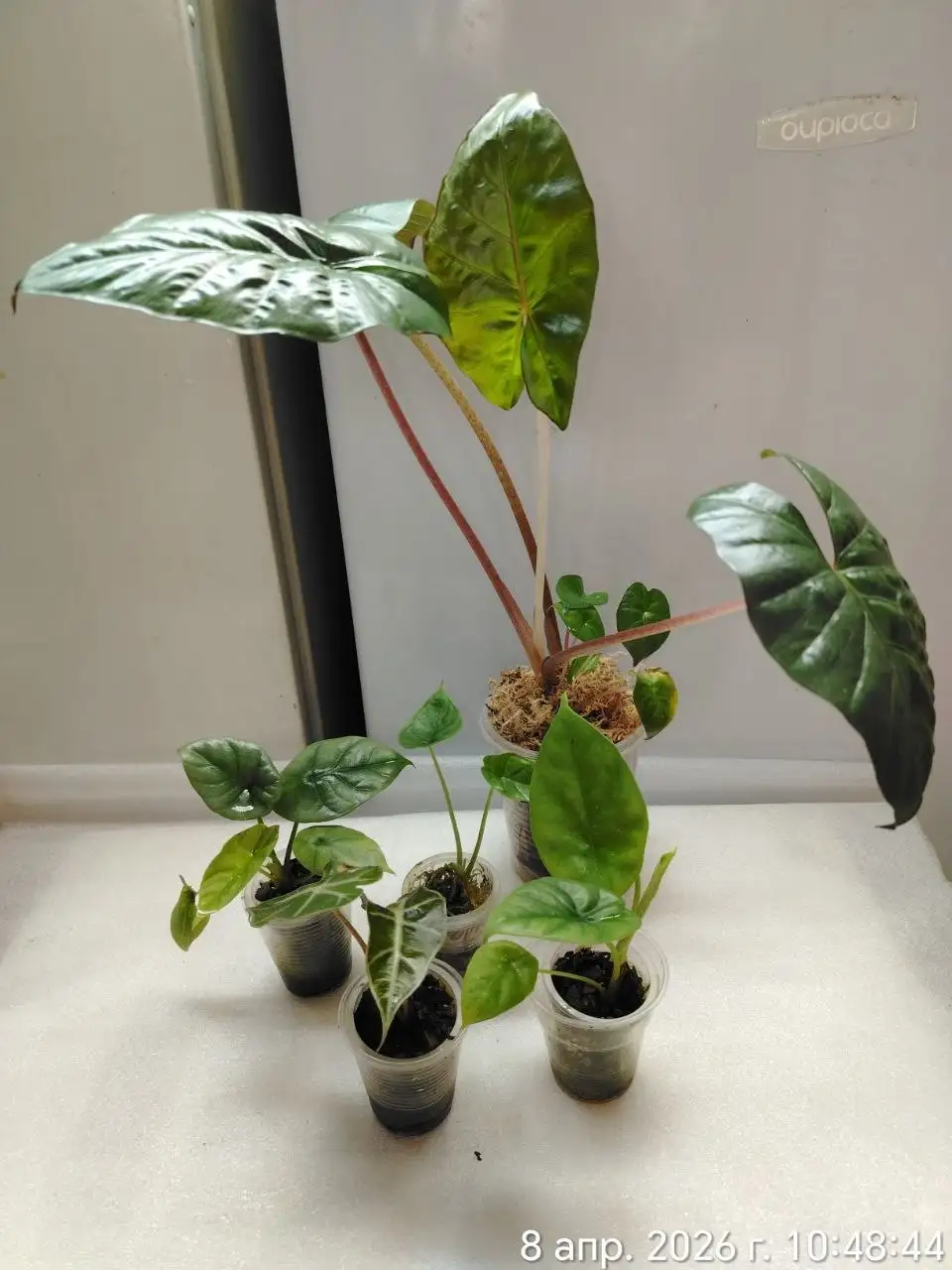 Набор алоказий 5 штук в Красноярске - Комнатные растения (Хобби и отдых) в Красноярск