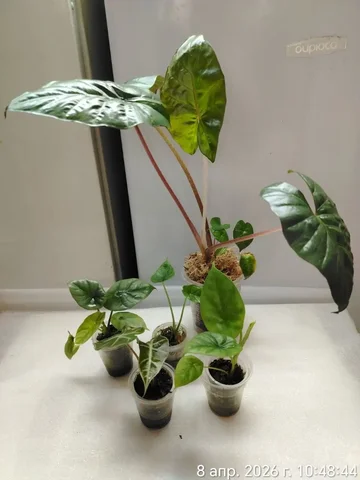 Набор алоказий 5 штук в Красноярске - Мероприятия/Выставки в Красноярск