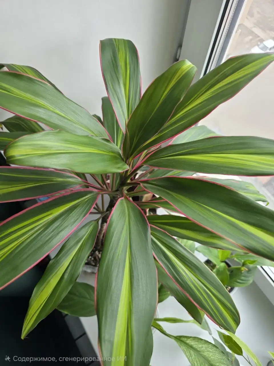 Кордилина комнатное растение - Комнатные растения (Для дома и дачи) в Красноярск