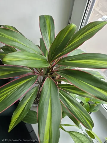 Кордилина комнатное растение - Саженцы в Красноярск