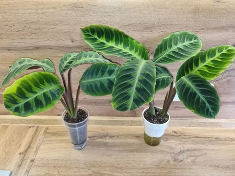 Калатея Варшевича крупная с двумя ростами - Мероприятия/Выставки в Красноярск