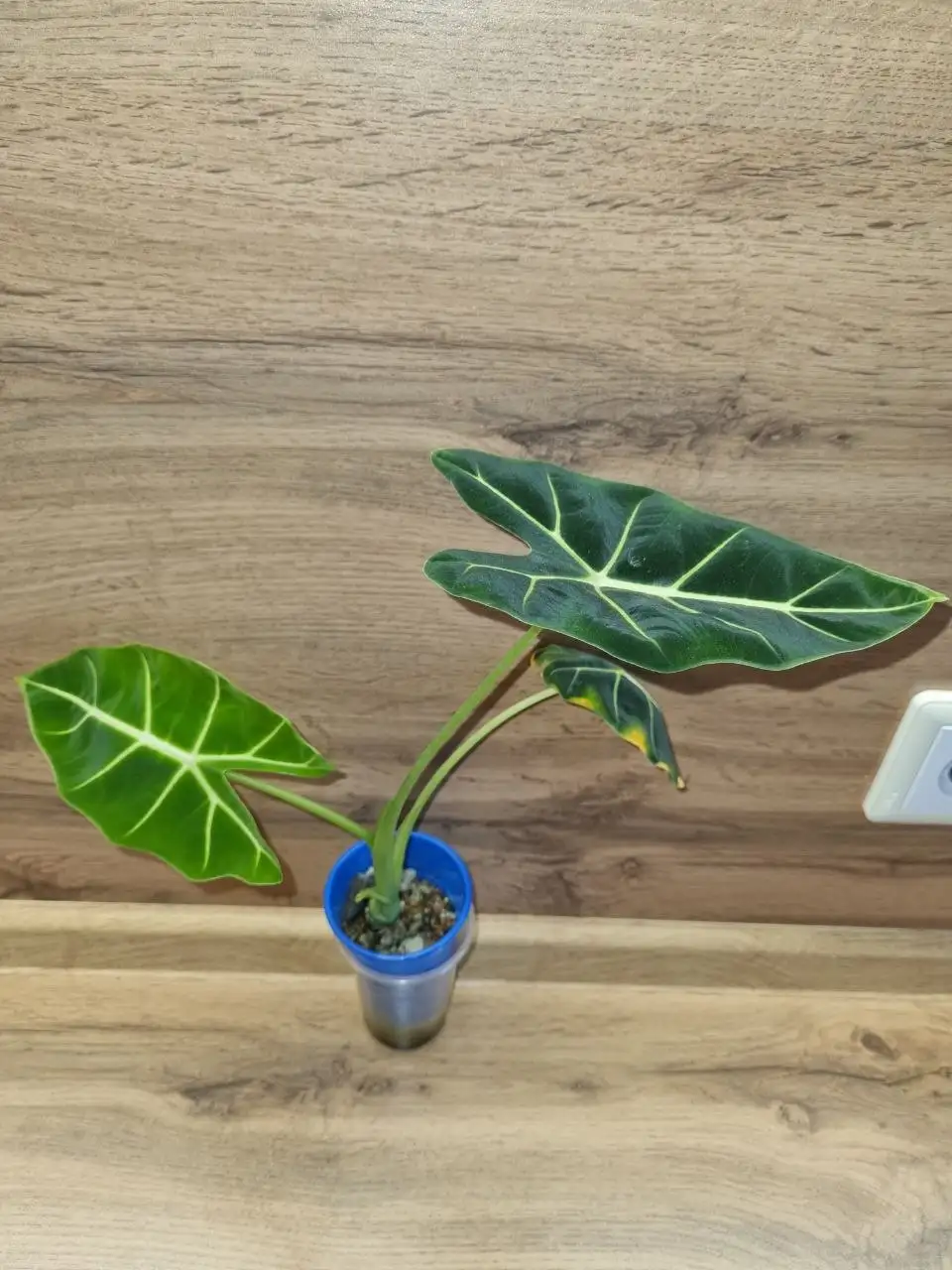 Алоказия Мишольца прикорневая детка - Комнатные растения (Хобби и отдых) в Красноярск