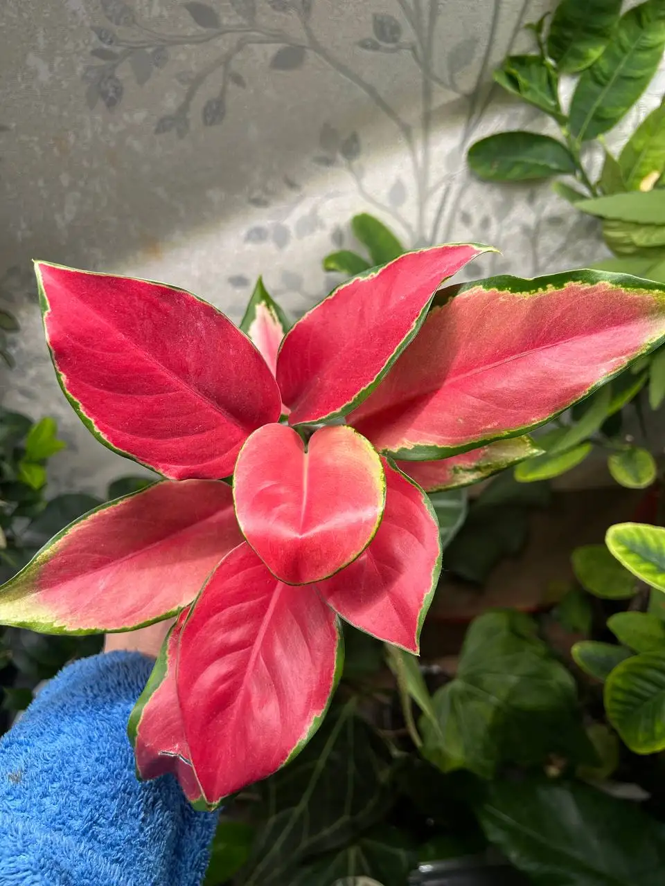 Аглаонема кочин Канок - Комнатные растения (Хобби и отдых) в Красноярск