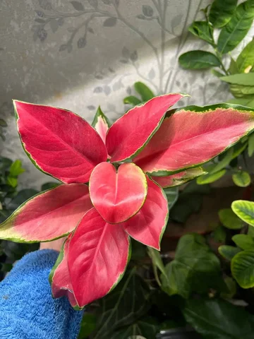 Аглаонема кочин Канок - Мероприятия/Выставки в Красноярск