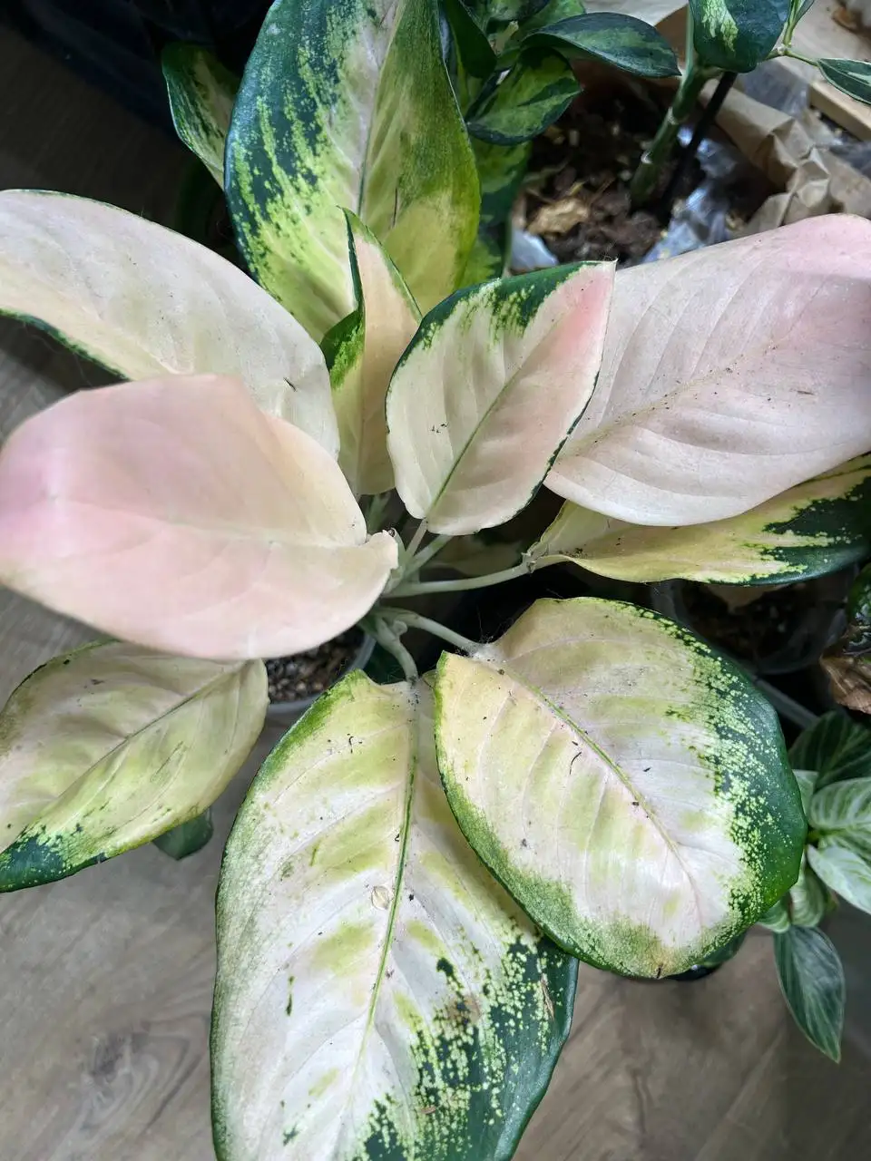 Продажа Аглаонемы Еллоу Кочин - Комнатные растения (Хобби и отдых) в Красноярск