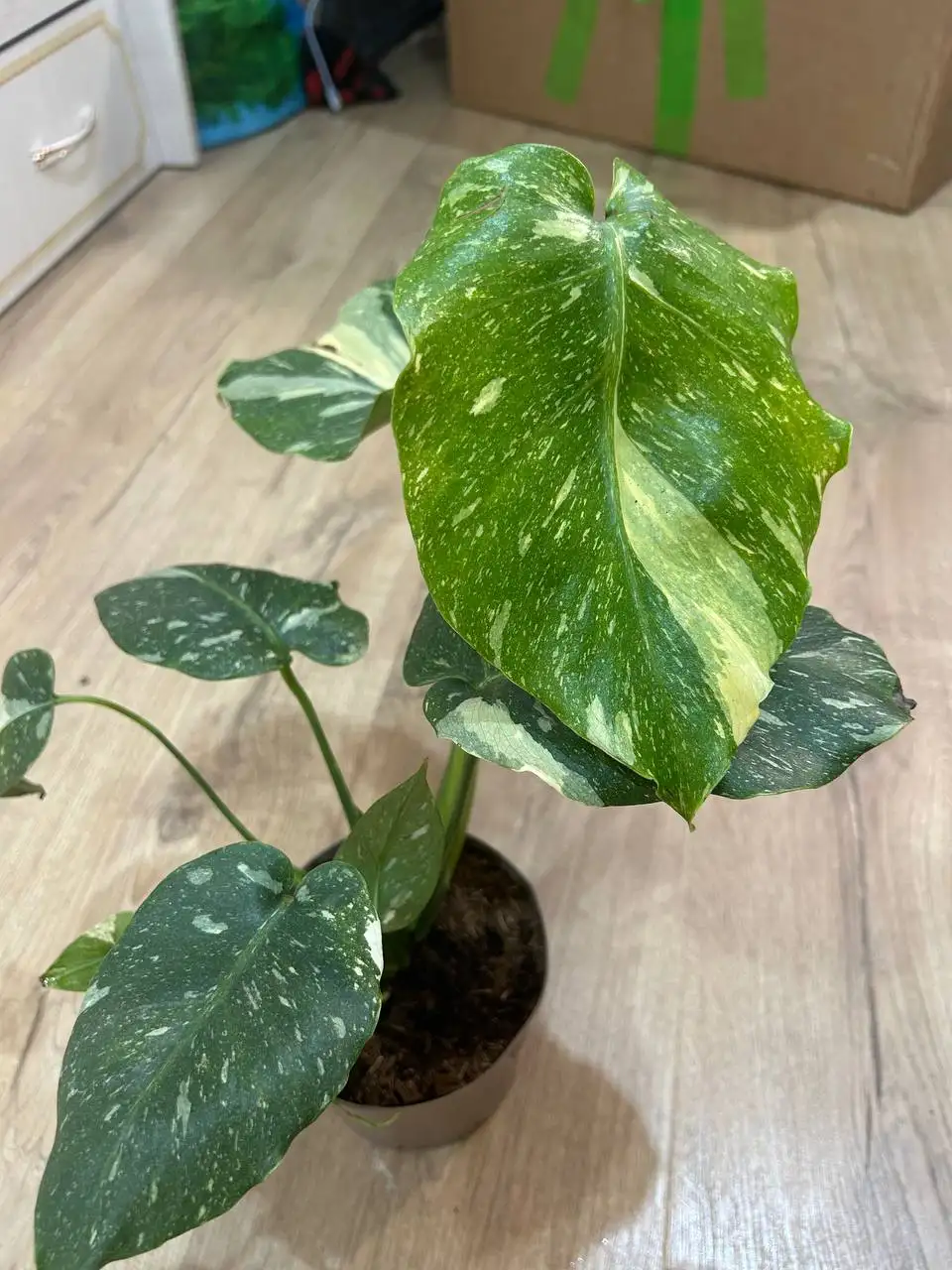 Монстера Тайское созвездие - Комнатные растения (Хобби и отдых) в Красноярск