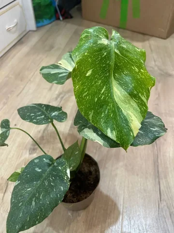 Монстера Тайское созвездие - Мероприятия/Выставки в Красноярск