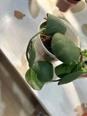 Дисхия платифилла - Мероприятия/Выставки в Красноярск