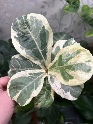 Фикус лирата вариегатный - Саженцы в Красноярск