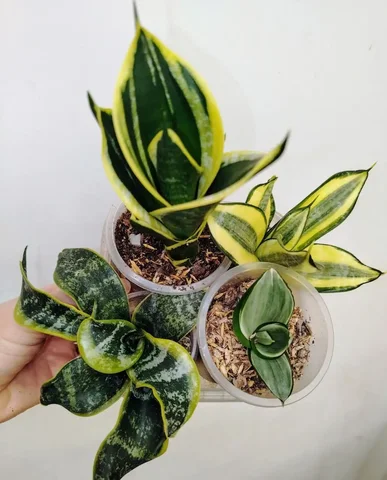 Сансевиерии Ханни, Крео, Люсиль Полан, Цунами, Грей - Мероприятия/Выставки в Красноярск