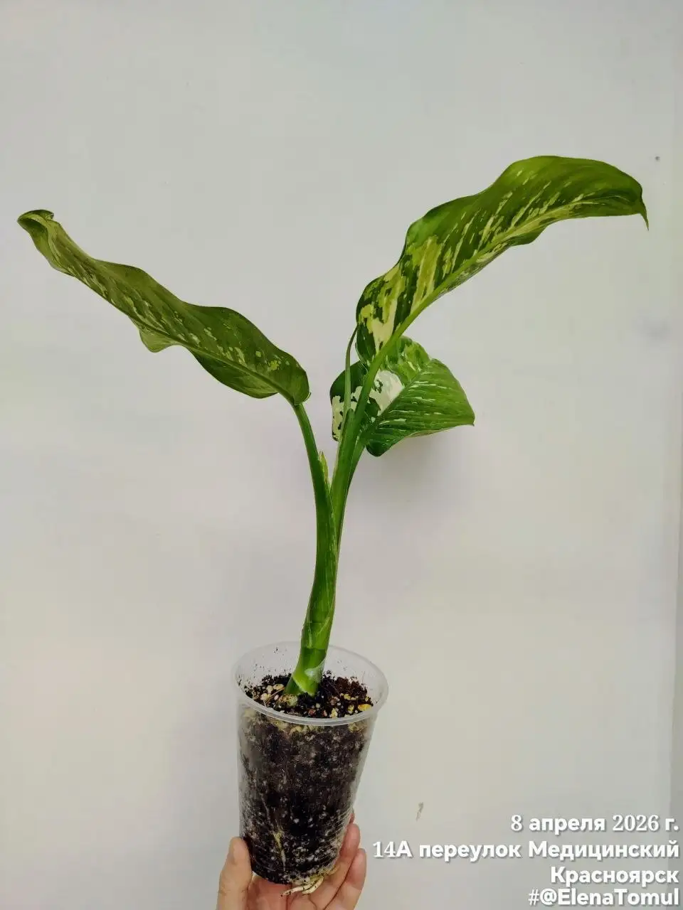 Диффенбахия Аврора Индонезия - Комнатные растения (Хобби и отдых) в Сосновоборск