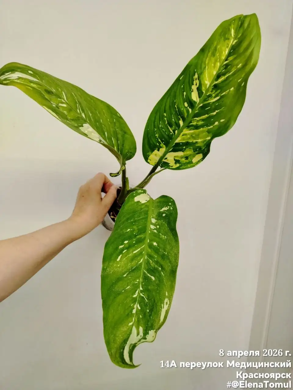 Диффенбахия Аврора Индонезия - Комнатные растения (Хобби и отдых) в Сосновоборск