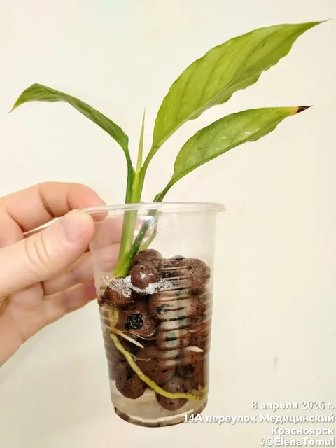 Спатифиллум Сплит Милк Гофра - Мероприятия/Выставки в Красноярск