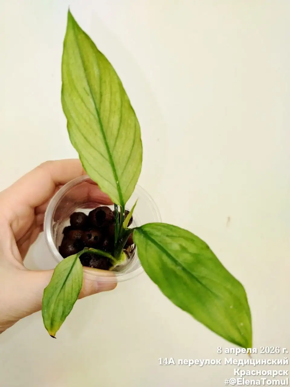 Спатифиллум Сплит Милк Гофра - Комнатные растения (Хобби и отдых) в Красноярск