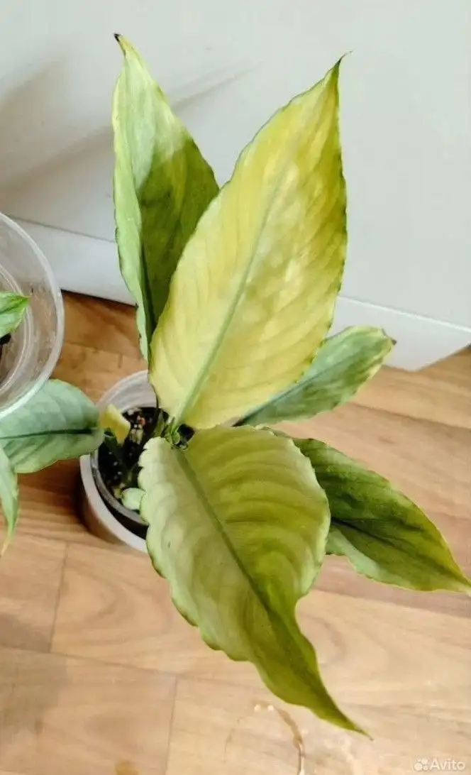 Спатифиллум Сплит Милк Гофра - Комнатные растения (Хобби и отдых) в Красноярск