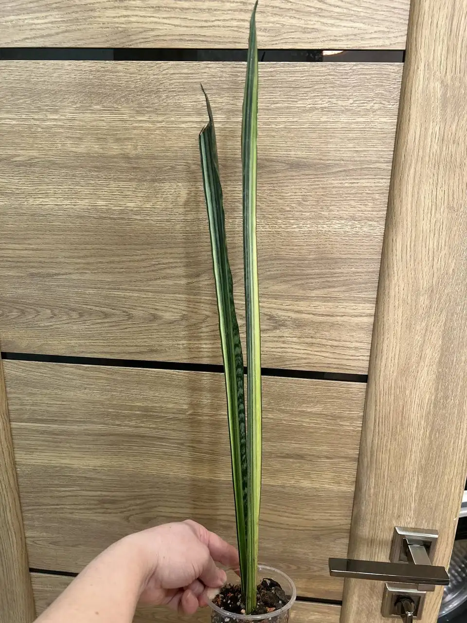 Продажа комнатных растений Санса и Бентель - Растения (Барахолка) в Красноярск