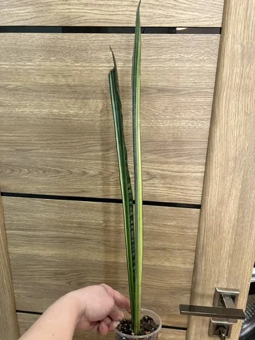 Продажа комнатных растений Санса и Бентель - Барахолка в Красноярск