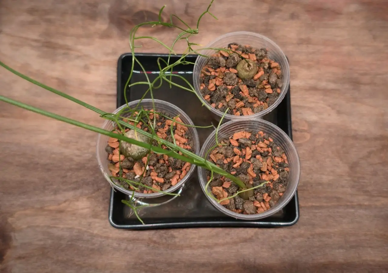 Продажа комнатного растения Бовиэя вьющаяся - Комнатные растения (Хобби и отдых) в Красноярск