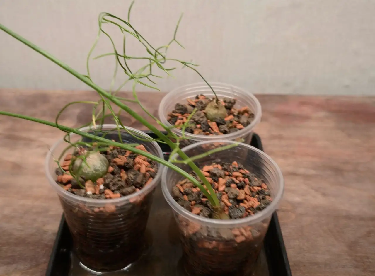 Продажа комнатного растения Бовиэя вьющаяся - Комнатные растения (Хобби и отдых) в Красноярск