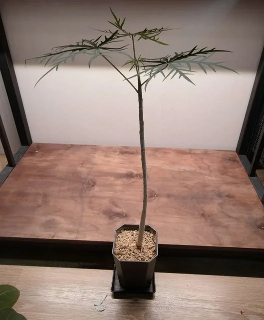 Ятрофа рассечённая (Jatropha multifida) - Мероприятия/Выставки в Красноярск