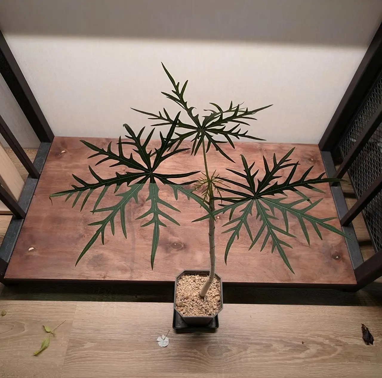 Ятрофа рассечённая (Jatropha multifida) - Комнатные растения (Хобби и отдых) в Красноярск