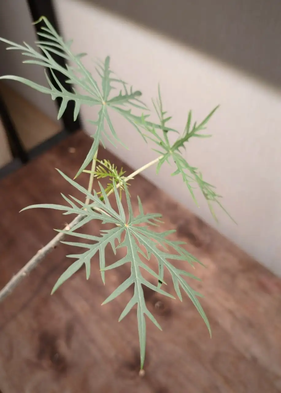 Ятрофа рассечённая (Jatropha multifida) - Комнатные растения (Хобби и отдых) в Красноярск