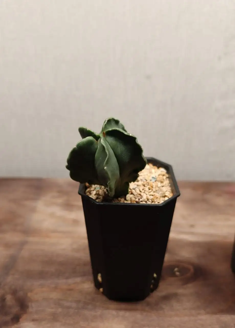 Астрофитум без горшка - Комнатные растения (Хобби и отдых) в Красноярск