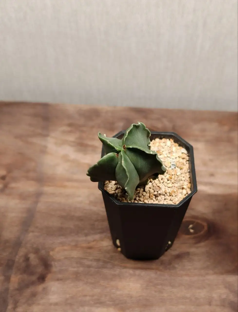 Астрофитум без горшка - Комнатные растения (Хобби и отдых) в Красноярск