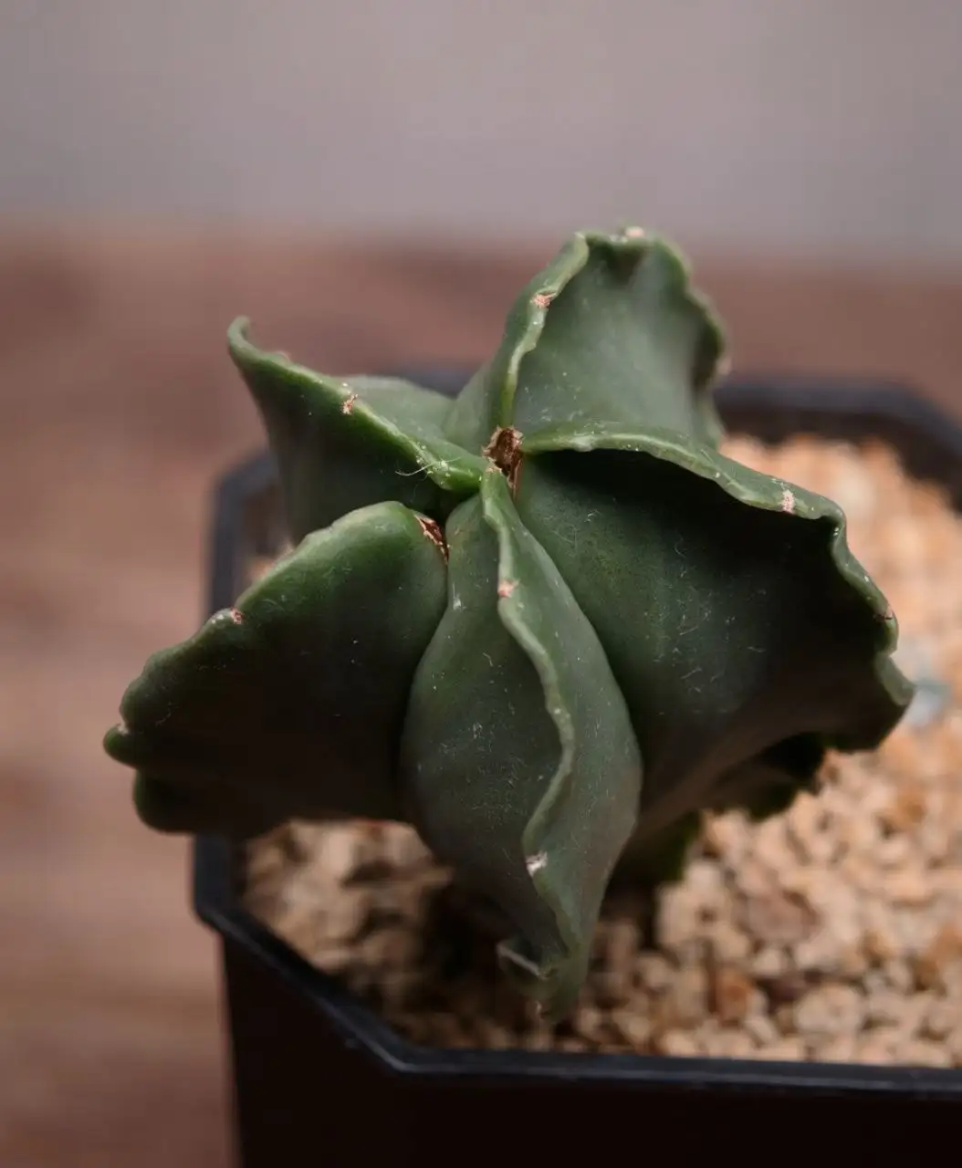 Астрофитум без горшка - Комнатные растения (Хобби и отдых) в Красноярск