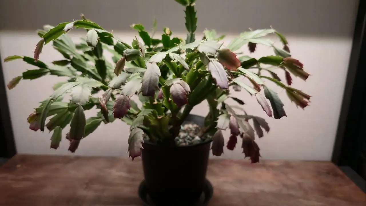 Продам шлюмбергеру - Комнатные растения (Хобби и отдых) в Красноярск