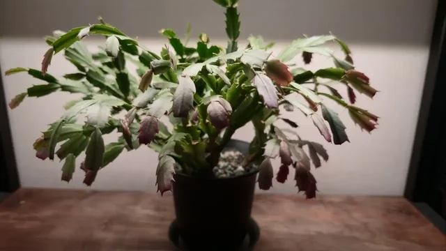 Продам шлюмбергеру - Мероприятия/Выставки в Красноярск