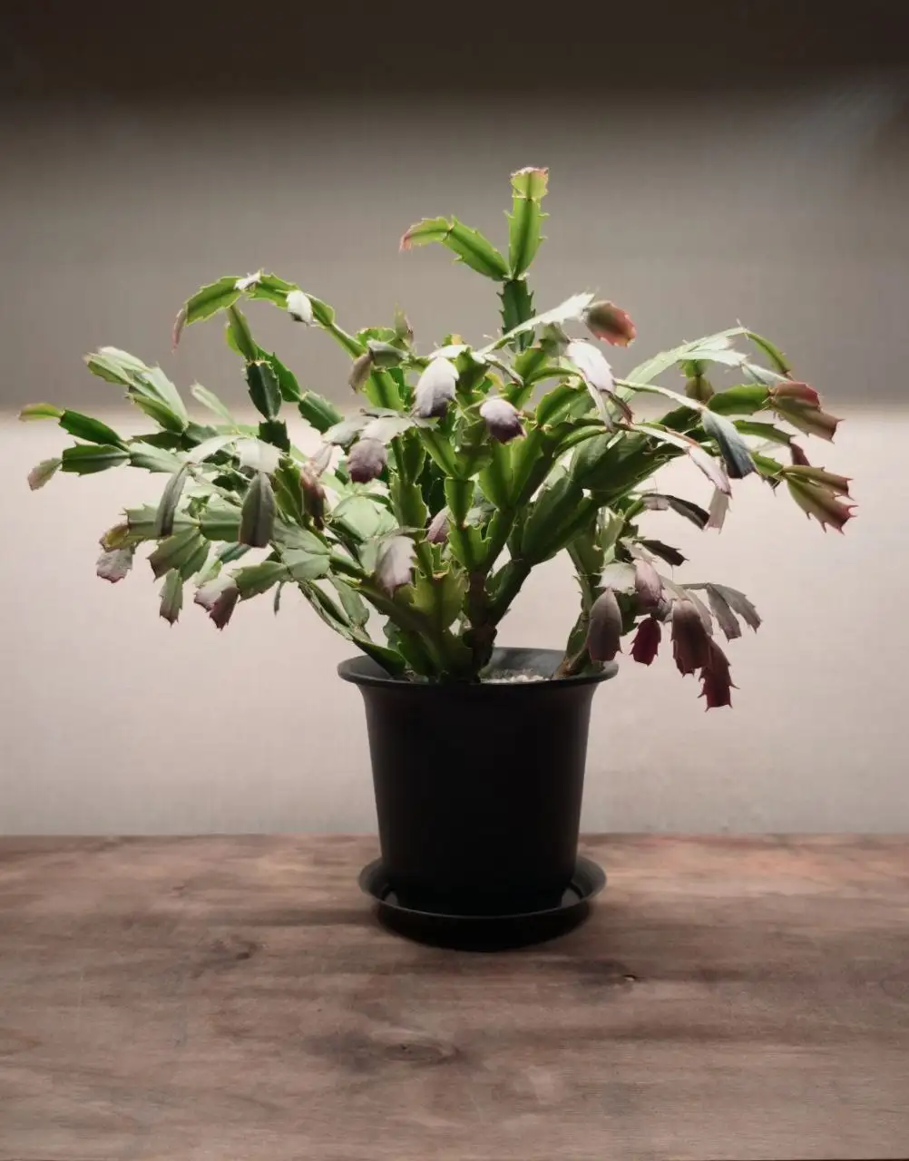 Продам шлюмбергеру - Комнатные растения (Хобби и отдых) в Красноярск